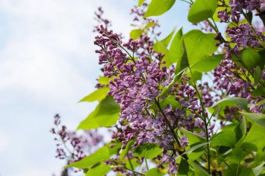 purple lilac blossom in front of a sky. spring nature background