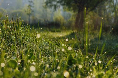 wet meadow background. grass field in spring