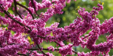 closeup of judas tree in blossom. spring nature background