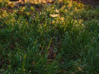 closeup of water drops on the lawn. grass backdrop in spring