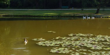 pond in the park. trees reflecting in the water on a sunny day