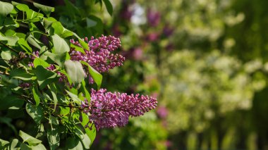 blossoming syringa in the park. spring nature background