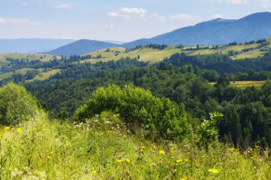 rural landscape with grassy meadows and pastures. summer countryside scenery of carpathian mountains. bright sunny day with clouds on the sky