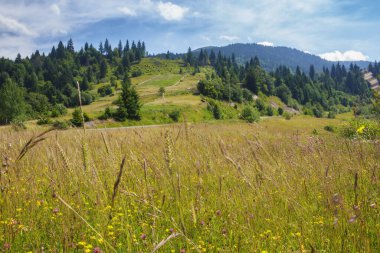rural landscape with grassy meadows and pastures. summer countryside scenery of carpathian mountains. bright sunny day with clouds on the sky