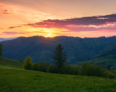 mountain landscape with grassy meadow. rolling scenery of carpathian countryside in evening light