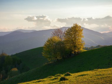 nature scenery with forested hills. trees on the grassy meadow in evening light. borzhava ridge in the distance