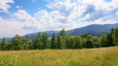 carpathian countryside with forested hills. green grassy meadow on the hills. distant ridge beneath a sky with clouds on a sunny afternoon in summer
