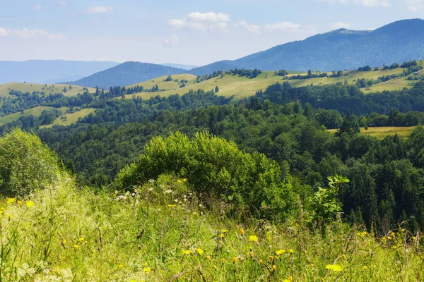 rural landscape with grassy meadows and pastures. summer countryside scenery of carpathian mountains. bright sunny day with clouds on the sky