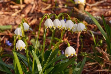 closeup of blooming summer snowflake. warm spring weather
