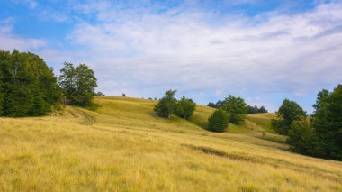 nature scenery with hills and meadows. summer landscape with beech forest in evening light