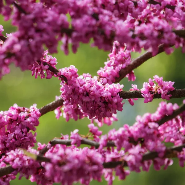 purple judas branch in blossom. floral background in spring