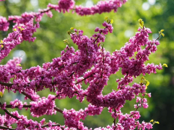 purple judas branch in blossom. floral background in spring