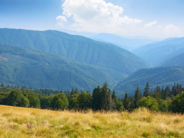 mountainous carpathian countryside. beech trees on the grassy hill. beautiful landscape in warm evening light