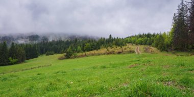 mountain landscape with green forest. spruce trees on the grassy hill. misty weather with cloudy sky