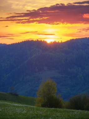 carpathian rural landscape in spring. trees on the grassy hills rolling in to the distant valley. wonderful scenery in warm evening light. fluffy clouds on the blue sky
