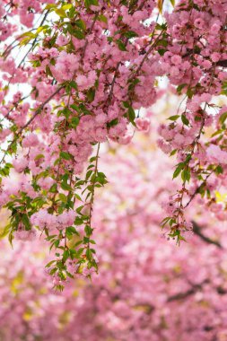 pink blossom of a sakura tree. spring holiday season