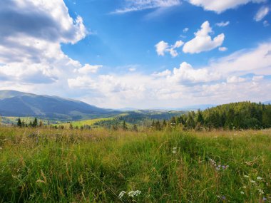nature scenery with hills and meadows. rural valley in the distance. sunny forenoon in summertime. beauty of ukrainian carpathians