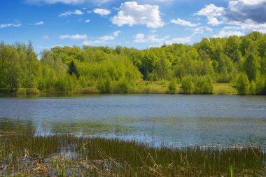 scenery with countryside lake. forest reflecting in the water surface. sunny weather in spring