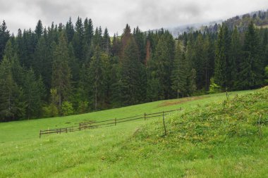mountain landscape with green forest. spruce trees on the grassy hill. misty weather with cloudy sky