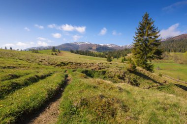 mountainous scenery in spring with grassy hills and fields. beautiful rural landscape in morning light