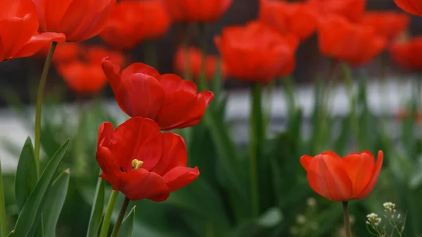 Bloembed Met Rode Tulpen Voorjaarsvakantie — Stockfoto