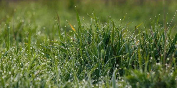 露は芝生の上で閉まります 緑の自然環境背景 — ストック写真