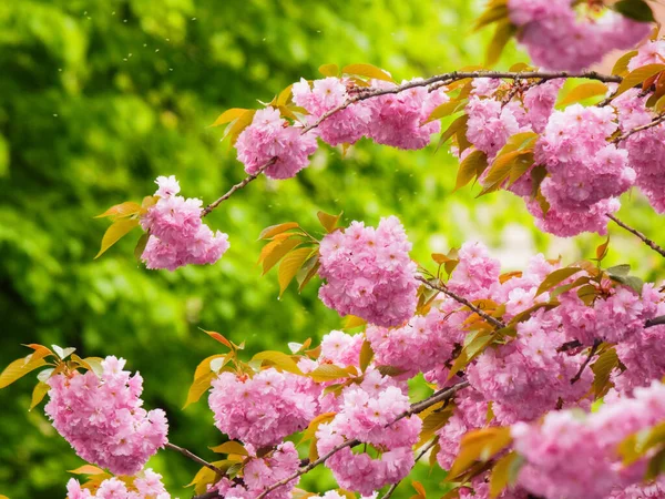 Pink Cherry Blossom Garden Springtime Wallpaper April — Stock Photo, Image