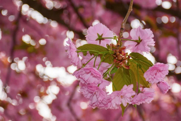 Cherry Blossom Sunny Day Springtime Wallpaper April — Stock Photo, Image