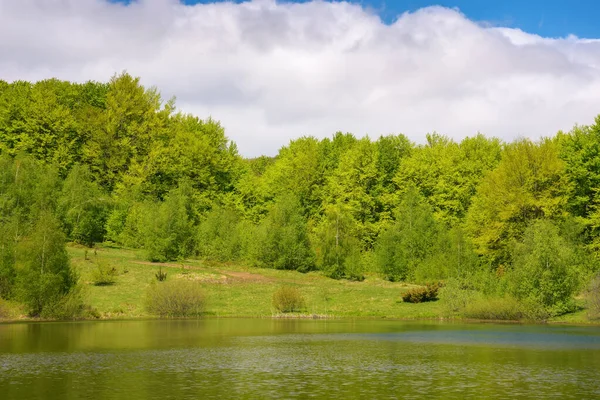 森の湖の風景 水面に映る森 春の晴天 — ストック写真