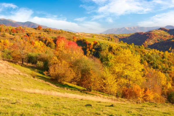 秋天的一个阳光灿烂的下午 红豆杉的山地乡村景观 — 图库照片