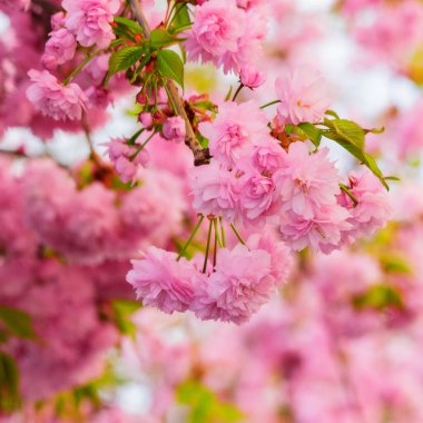 Çiçek açan Sakura çiçeği yakın plan. Bahar selamlaşması.