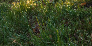 Çim bıçağına çiy damlaları düşer. Yazın doğa geçmişi