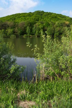 Ormanın ortasındaki göl. Yazın güneşli bir günde, su üzerinde yansıyan doğa manzarası