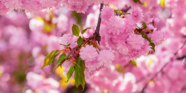 Гілка Рожевому Вишневому Цвіті Весна Прийшла — стокове фото