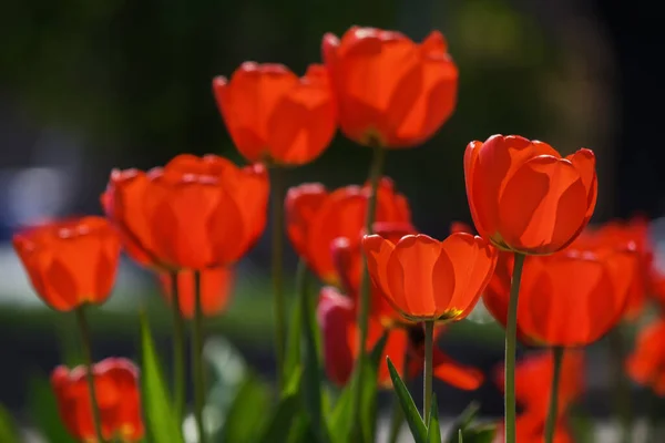 Rode Tulpen Het Park Wenskaart Achtergrond — Stockfoto
