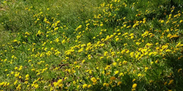 有黄色蒲公英的草甸 春天的自然背景 — 图库照片
