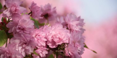 Güneşli bir günde kiraz çiçeği. Bahar selamlaşması.