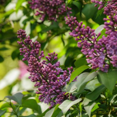 İlkbaharda mor leylak çiçeği. Çiçeksel doğa geçmişi