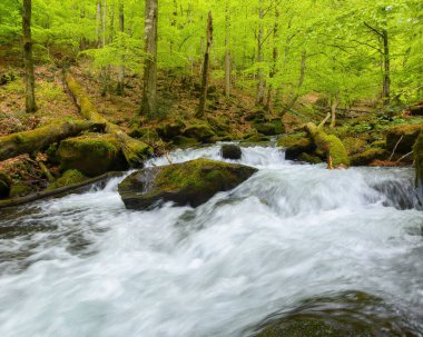 Parktaki nehirde, kayaların arasında. Baharda doğa manzarası