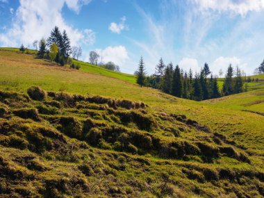 mountainous scenery in spring with grassy hills and fields. beautiful rural landscape in morning light