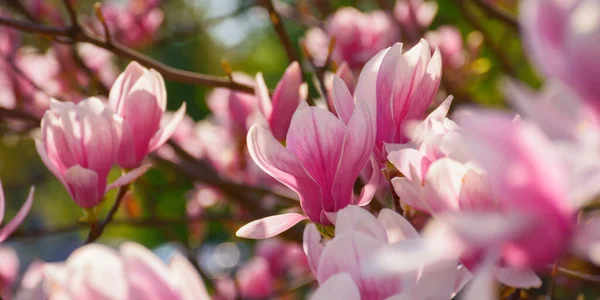 Magnolie Blüht Morgenlicht Floraler Hintergrund Park — Stockfoto