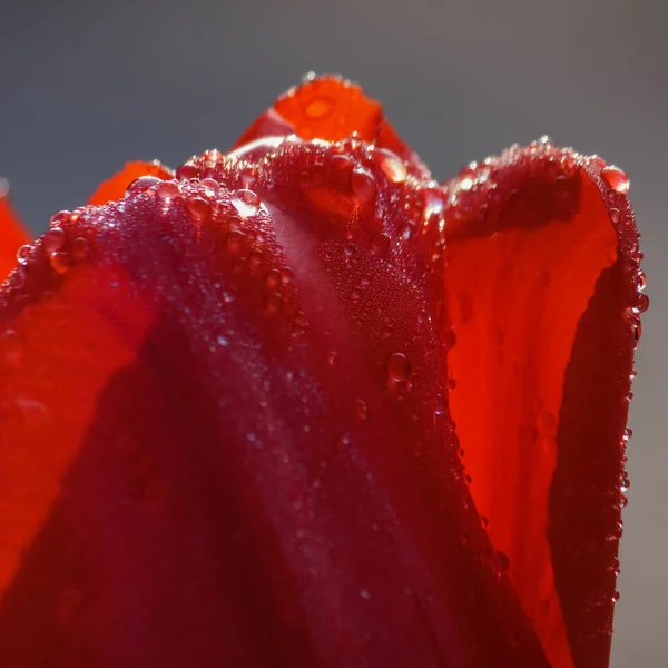 Goccia Acqua Sul Tulipano Rosso Sfondo Della Natura Astratta — Foto Stock