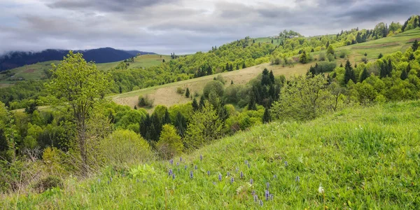 Grassy Meadows Hills Ukrainian Highlands Carpathian Countryside Landscape Springtime — Stock Photo, Image