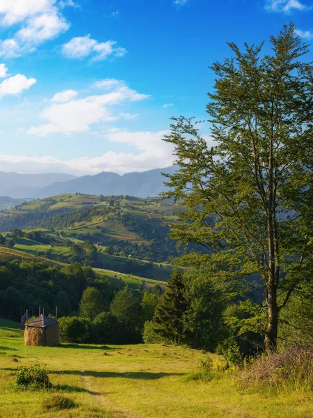 Rolling Hills Green Fields Majestic Mountains Beauty Carpathian Rural Landscape — Stock Photo, Image