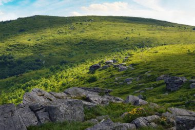 Dağlardaki harika yaz manzarası. Çimenli çayırlar ve yuvarlanan tepeler. Yamaçtaki kayalar ve taşlar. Sabah ışığında resim gibi bir sahne. Ukrayna Karpatları kırsal bölgeler