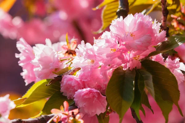 Sakura Kvete Slunečného Dne Jarní Zahrada Pozadí — Stock fotografie