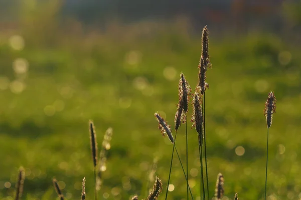 Närbild Gräs Ängen Solig Morgon Våren — Stockfoto