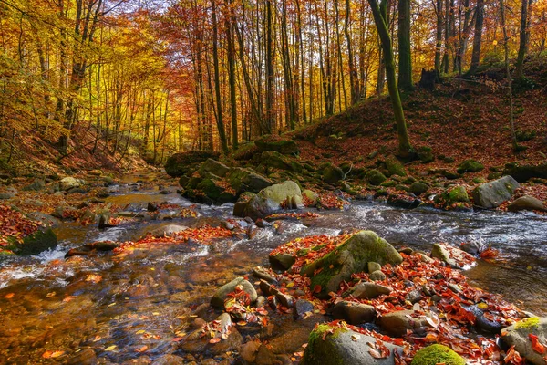 Water Stream Beech Woods Wonderful Nature Landscape Fall Season Scenery — Stock Photo, Image