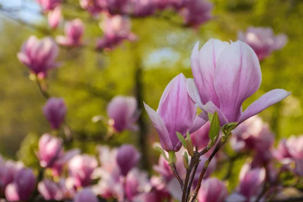 Nahaufnahme Rosa Magnolienblüten Floraler Hintergrund Park — Stockfoto