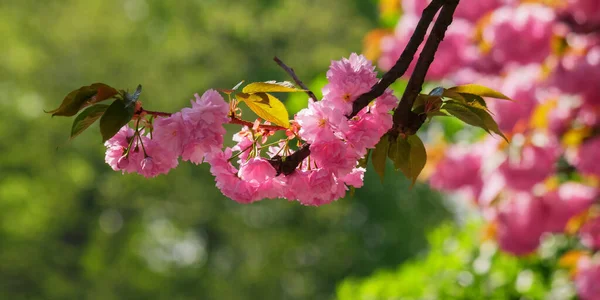 Ramo Sakura Florescente Asiático Floral Fundo — Fotografia de Stock